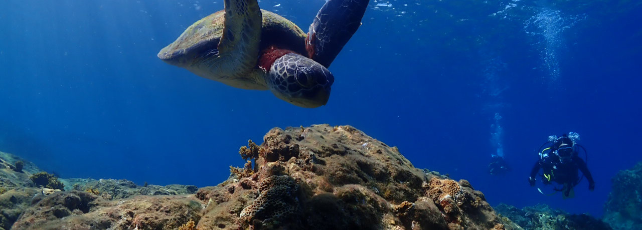世界自然遺産の屋久島の海でダイビングを楽しみませんか？屋久島ダイビングガイド夢心地のスタッフがしっかりサポートします。